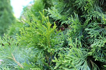 Bright branches of thuja close-up on a blurred green background, macro photo
