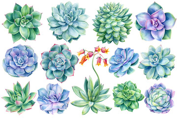 Succulents on white background, watercolor botanical illustration, big set of echeveria
