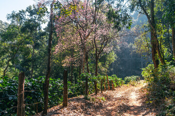 The dirt road to the coffee plantation in the forest Evening