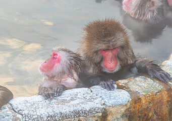 Obraz premium 寒い冬に温泉で温まるニホンザル