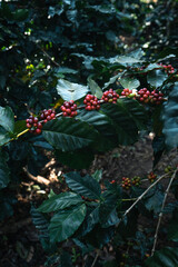 Red ripe arabica coffee under the canopy of trees in the forest