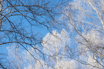 Branches against the blue sky in severe frost. frosty white birches in the sunlight. Photo taken in the Urals, Russia. Bright photomurals of nature. the beauty of winter nature in the smallest detail