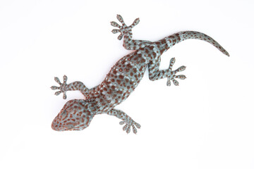 Naklejka premium gecko on white background. Tropical asian geckos, True geckos.