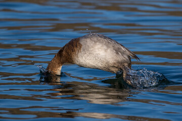 Fototapeta premium Tafelente (Aythya ferina) Weibchen