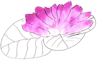 watercolor hand drawn water lily
