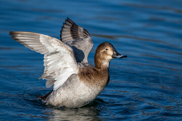 Tafelente (Aythya ferina) Weibchen
