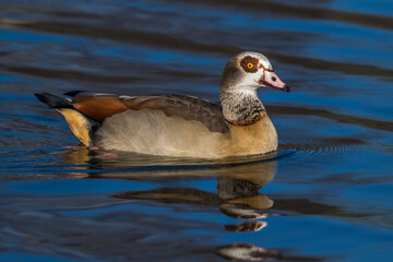 Nilgans (Alopochen aegyptiacus)