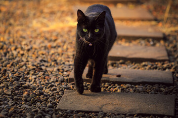 Black white cat walking in the garden on the sunset looking at you