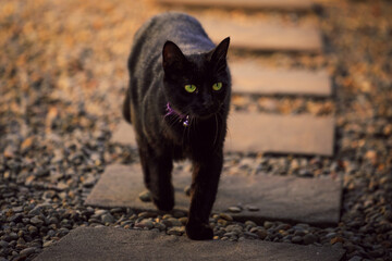 Black white cat walking in the garden on the sunset looking at you