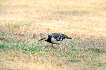 Black-collared Starling (Gracupica nigricollis) walking on green grass.