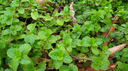 Peppermint, Thai herb.plant grow at vegetable garden