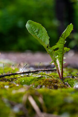 sprout from the ground