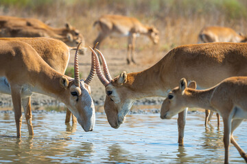 Male Saiga antelope or Saiga tatarica