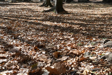 落ち葉