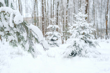 Pine snowy branch, winter forest landscape