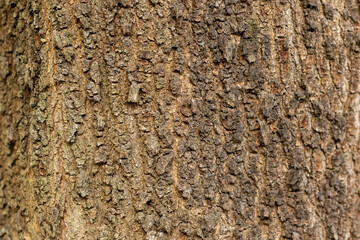 Embossed surface of the bark
