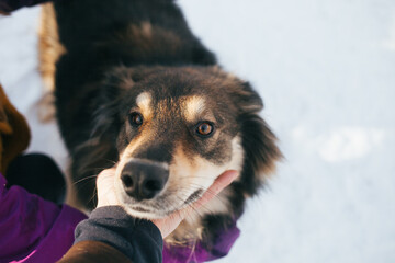 The dog's face. Nice dog. a fluffy dog.The dog looks at the camera.Love for animals.
