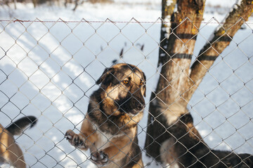 A dog in a cage. The dog is sitting in a cage. A dog in a shelter. Angry dog behind the net.