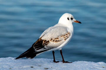 Gull at lake