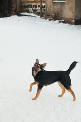 A beautiful little dog. The dog is standing in the snow. A stray dog.