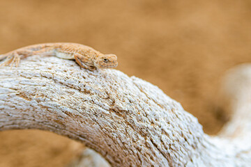 Spotted toad-headed Agama on a skull or bone