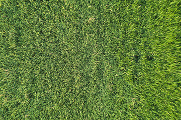 Green rice background. Aerial view.