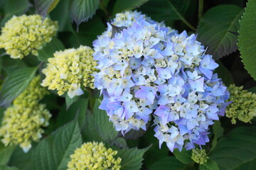 Beautiful Japanese climbing-hydrangea flowers close up. 
