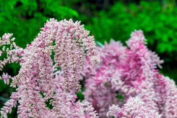 Beautiful blooming Smallflower Tamarisk tree or Tamarix parviflora with pink flowers