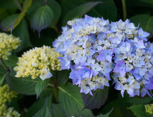 Beautiful Japanese climbing-hydrangea flowers close up. 