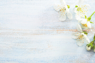 Light  blue wooden shabby background with Cherry flowers.