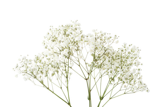 Fototapeta Twigs with small white flowers of Gypsophila (Baby's-breath) isolated on white background.  Large Depth of Field ( DoF).