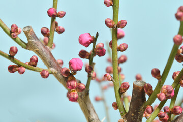 梅の花のツボミ
