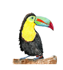 Watercolor hand drawn toucan sitting on branch tree isolated on white background