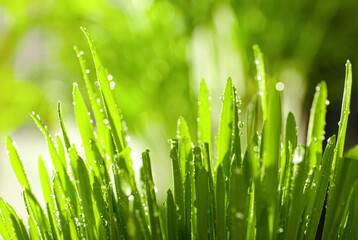 Fototapeta na wymiar Lush green grass with water drops outdoors on sunny day, closeup
