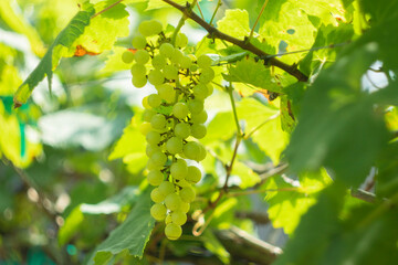 grapes in the vineyard