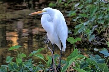 A single Great egret in breeding colors waiting for it's companion.