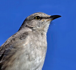 Gray catbird up close with blue sky in background.