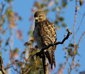 A young Hawk perched on a branch in the early morning light with a blue sky background.