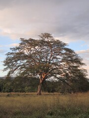 Fototapeta na wymiar tree on a hill