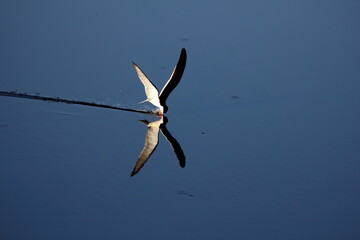 Lone Black skimmer crossing calm waters with reflection. Rynchops niger.