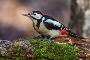 Buntspecht (Dendrocopos major) Männchen