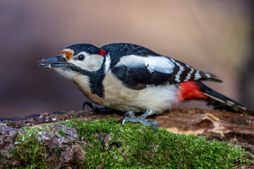 Buntspecht (Dendrocopos major) Männchen