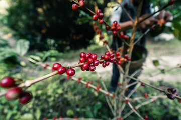Red ripe arabica coffee under the canopy of trees in the forest,Agriculture hand picking coffee