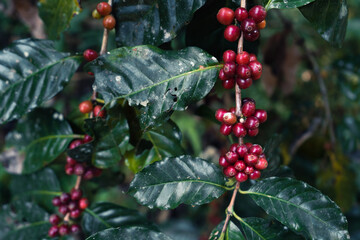 Red ripe arabica coffee under the canopy of trees in the forest,Agriculture hand picking coffee