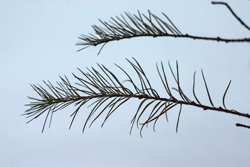 dry larch branches on the background of snow