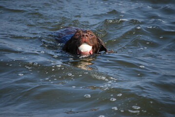 海でボールをくわえて泳ぐ犬