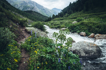 Vivid beautiful landscape with wild thickets above clear water of powerful mountain river. Colorful scenery of wild vegetations above transparent water of mountain creek. Wild flora of mountains.