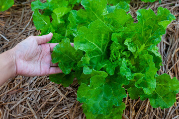 closeup nature view of hand hold Lettuce background