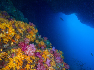 Fototapeta na wymiar Colorful soft corals in underwater cave (Mergui archipelago, Myanmar)