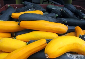 Fresh picked from the garden yellow and green zucchini lying in box.